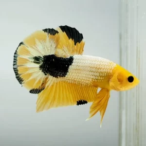 Halfmooon Galaxy Koi Male Betta Fish GK-1311