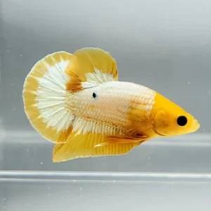 Halfmooon Galaxy Koi Male Betta Fish GK-1311